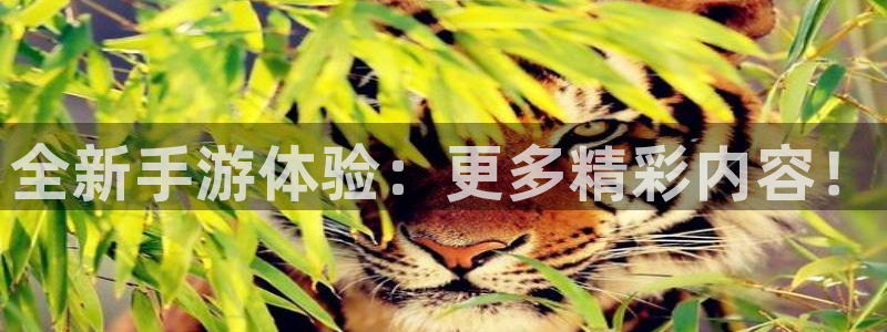 赢咖娱乐是什么：全新手游体验：更多精彩内容！